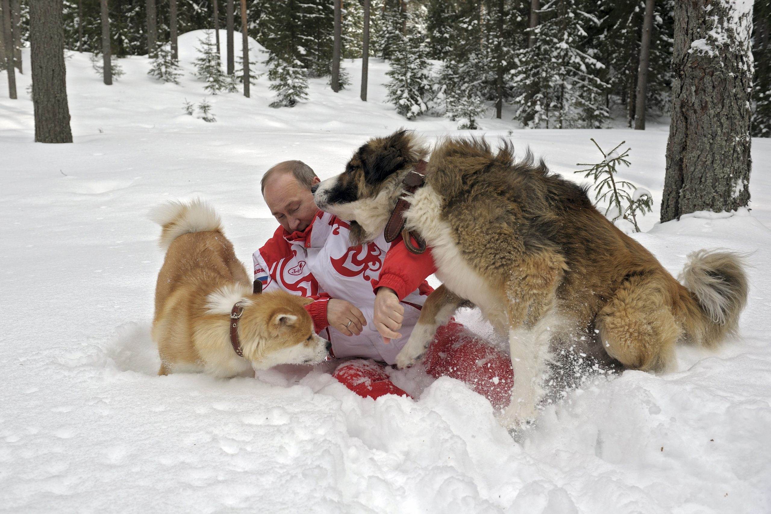 Vladimir Putin playing with his pet dogs