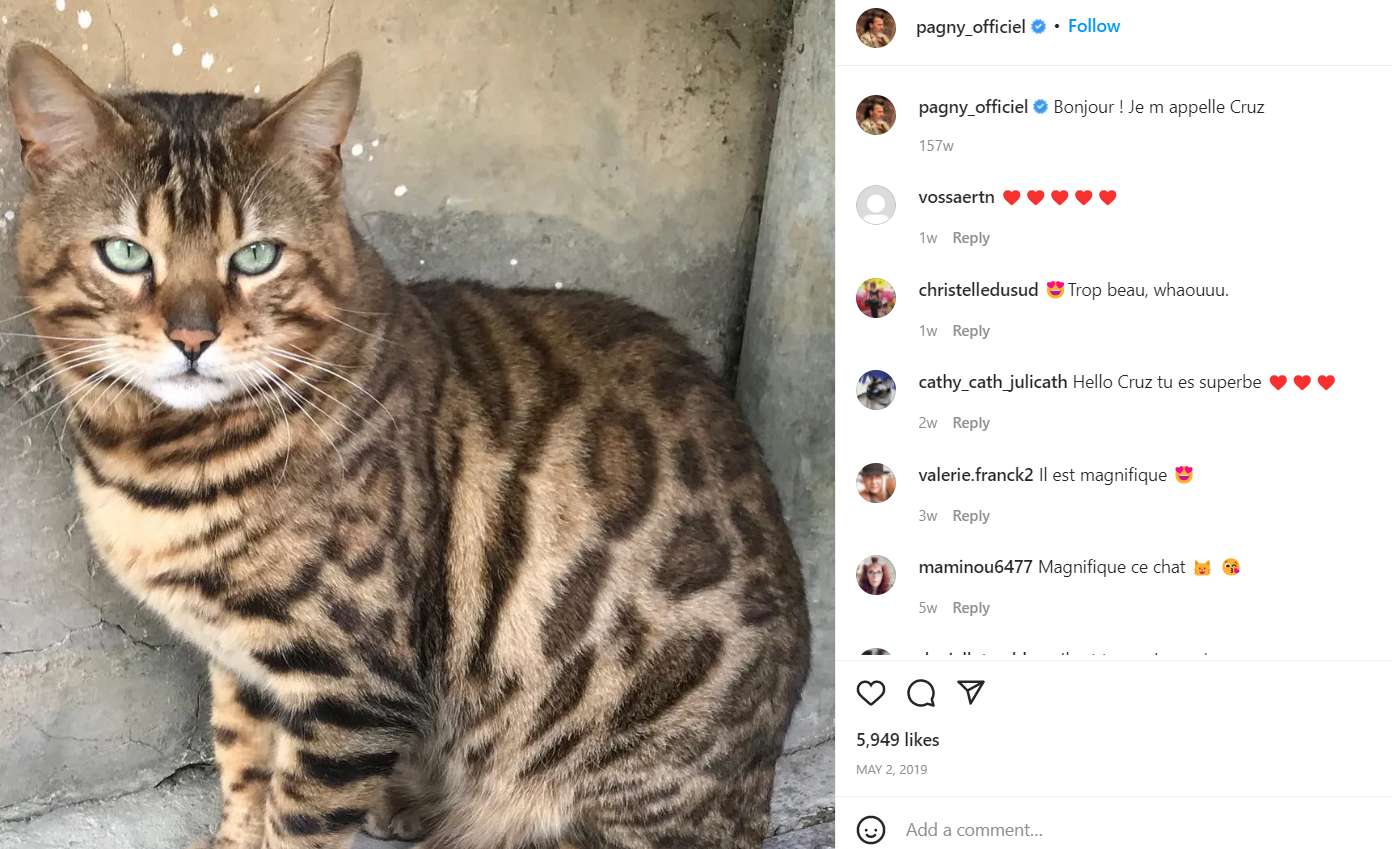 Cruz, Florent Pagny's pet cat